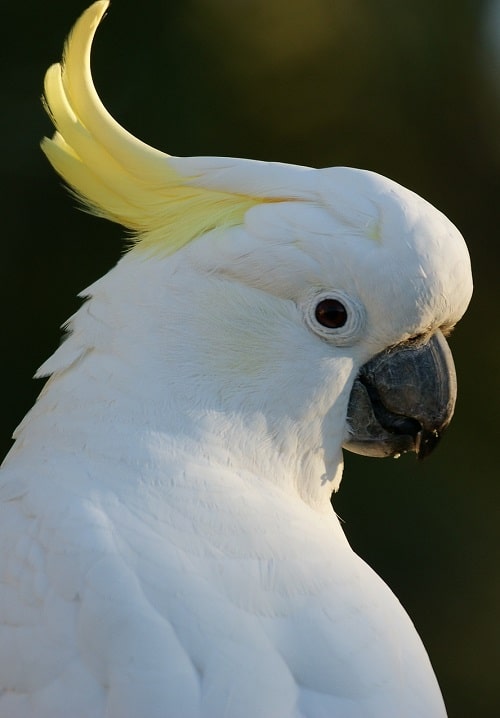 Cacatúa de moño amarillo (Cacatua galerita)