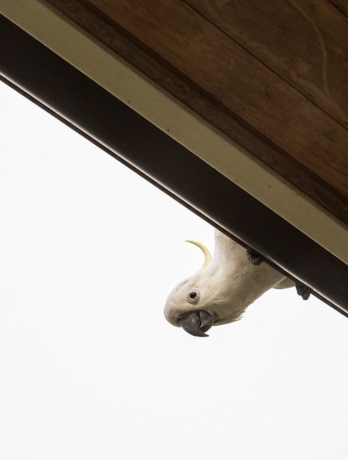 Curious sulphur-crested cockatoo peeking out from house roof.