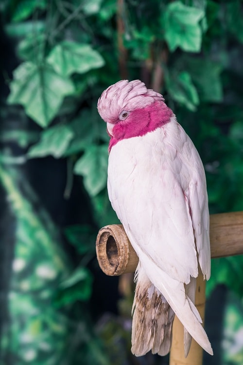 Galah cockatoo (rose-breasted cockatoo) perched in front of artificial leaf background.