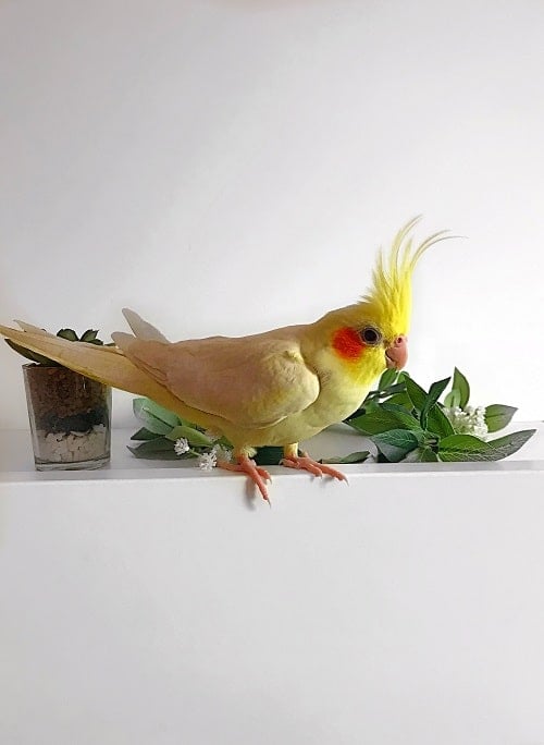 Yellow cockatiel parrot sat on white shelf of decorations.