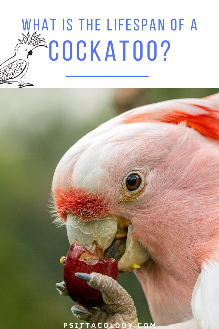 Major Mitchell's cockatoo comendo uma uva. | Guia da vida útil de uma cacatua's cockatoo eating a grape. | Guide to the lifespan of a cockatoo
