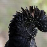 Red tailed black cockatoo, a species of Australian parrot.