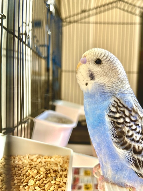 Periquito australiano azul sentado en un comedor lleno de semillas.