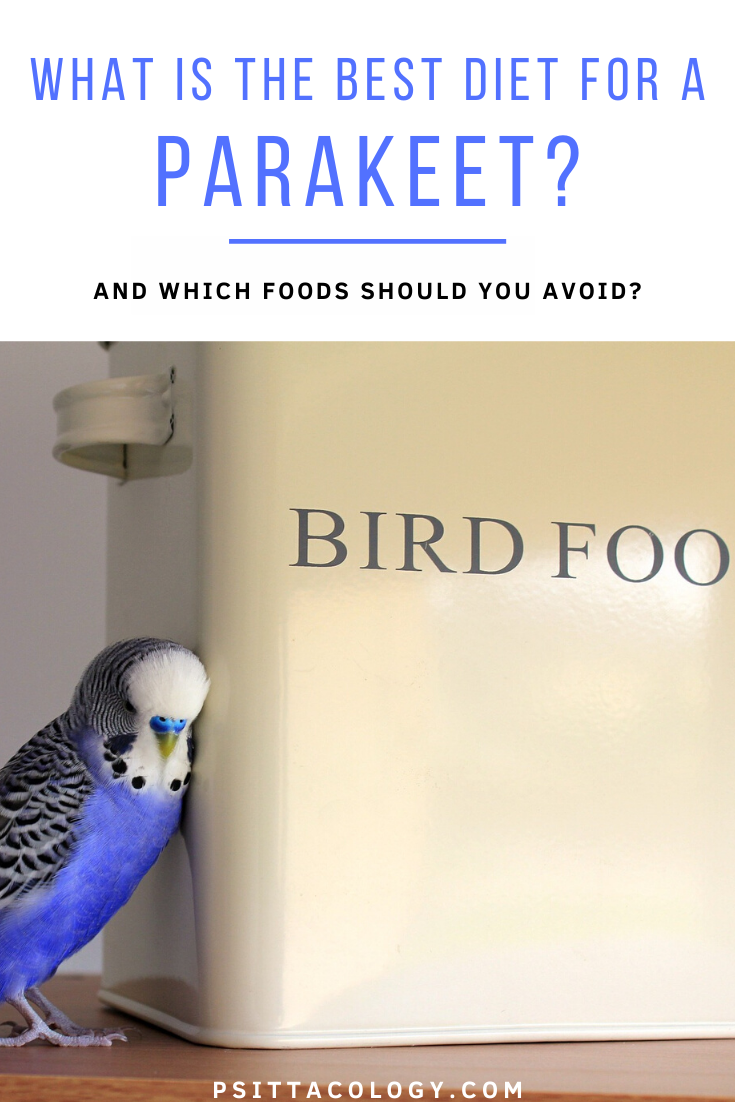 Blue budgie parrot leaning against a container labeled 'bird food'. | Guide on what parakeets eat