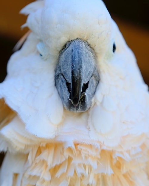 Cacatúa moluqueña (Cacatua moluccensis)