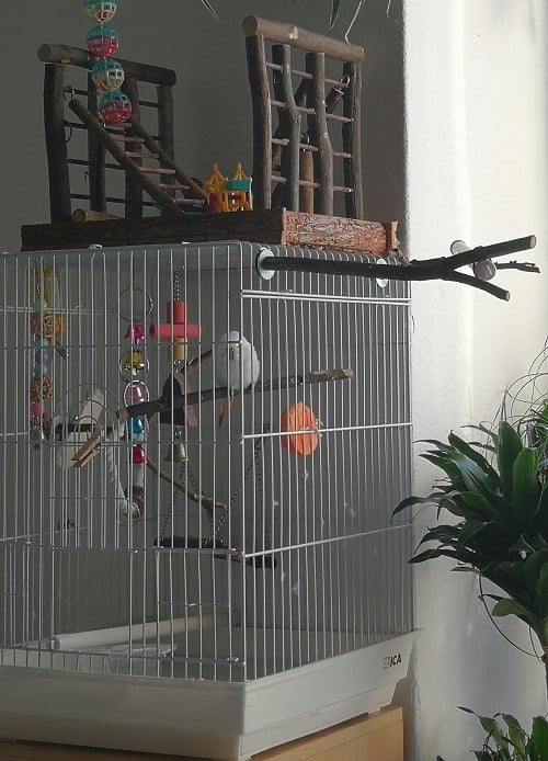 Budgerigar parrot perched in its cage, seen from a distance.