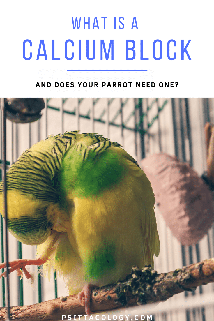 Perruche pie jaune et verte se nettoyant dans sa cage | Guide des blocs de calcium pour perroquets