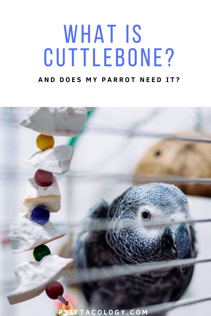 African grey parrot in cage with cuttlebone toy