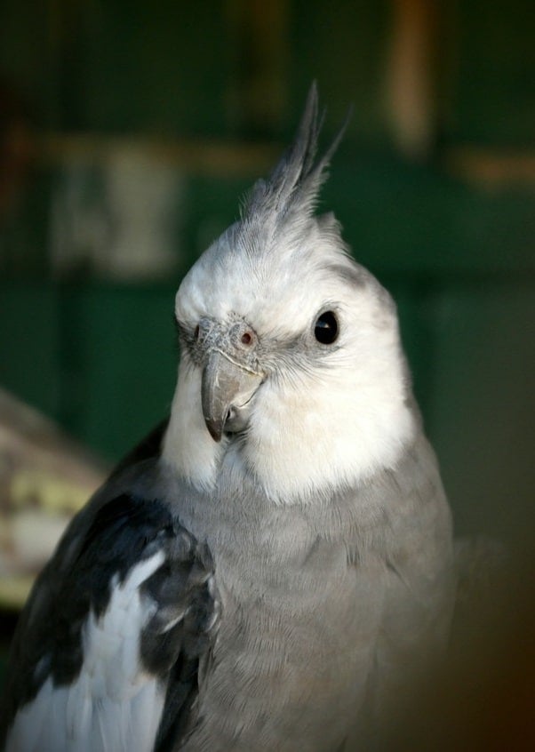 Grey cockatiel parrot with white face.