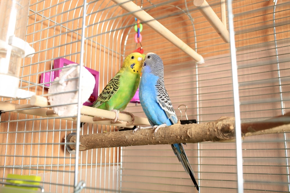 Green and blue budgerigars interacting in their cage | Guide to calcium blocks for parrots