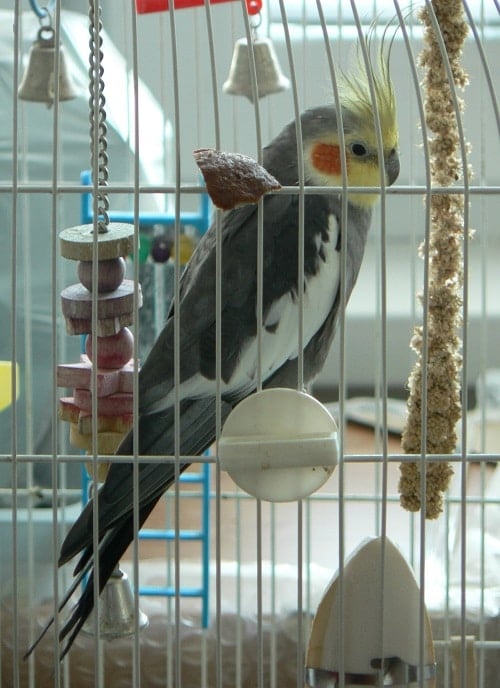 Cockatiel parrot in its cage, photographed from behind the bars.