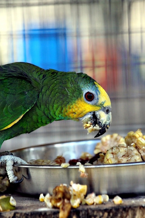  Gros plan d'un perroquet amazone vert et jaune appréciant un bol de maïs.