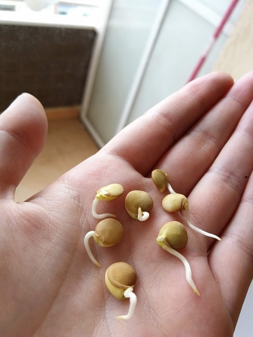 Palm of hand showing sprouted lentils.