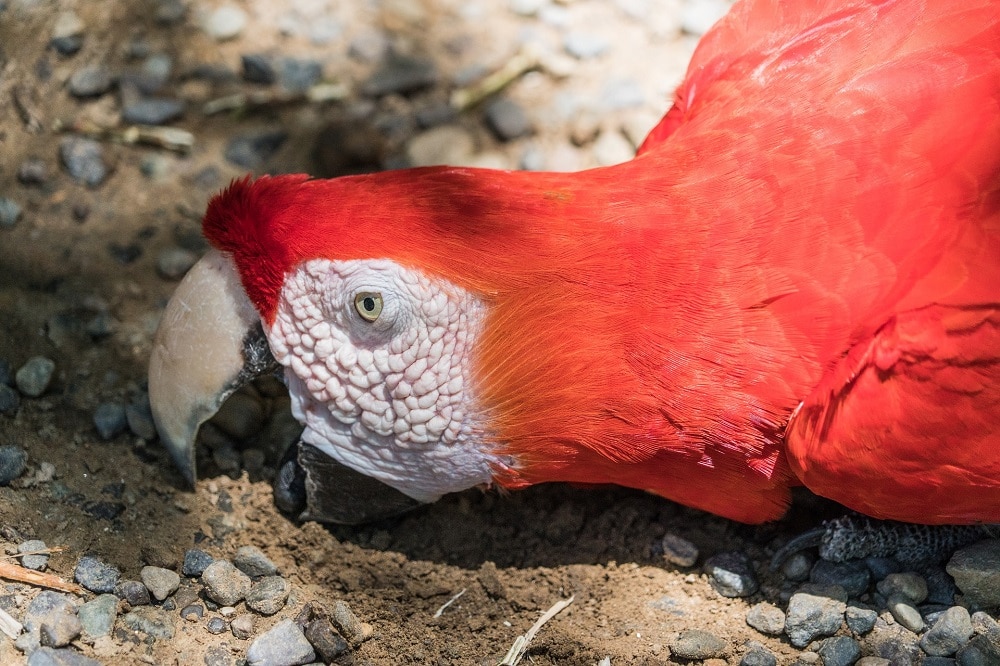 A red macaw parrot eating soil.