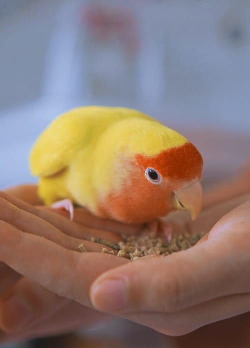 Peach faced lovebird sitting on human hand eating parrot pellets