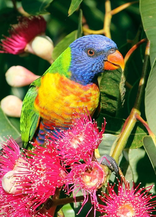 Rainbow lorikeet parrot perched on colorful flowers.