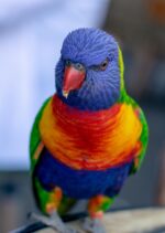What Is A Lory? | Lories vs Lorikeets - Psittacology