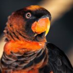 Headshot of a dusky lory parrot.