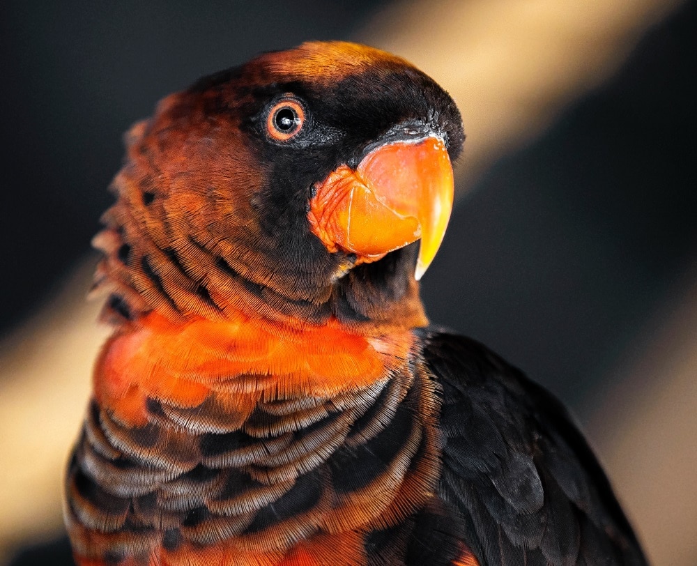 Headshot of a dusky lory parrot.