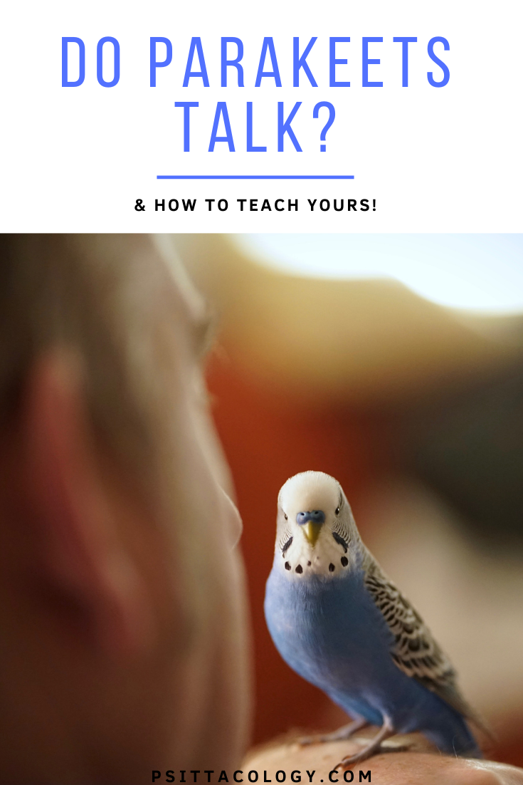 Blue and white male budgerigar parakeet on person's hand | Can parakeets talk? Full guide.