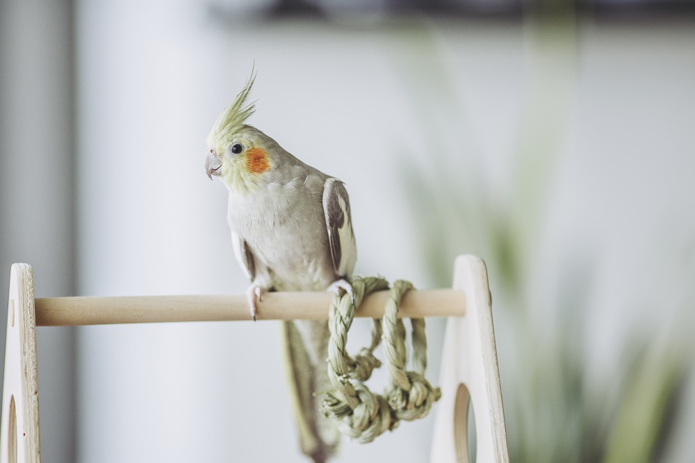 Grey cockatiel perched on playground. | Guide to caring for a cockatiel