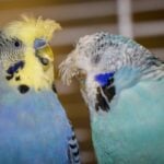 Two crested budgie parakeets