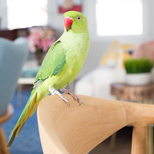 Parrotlet Lifespan Care And Nutrition Plan photo