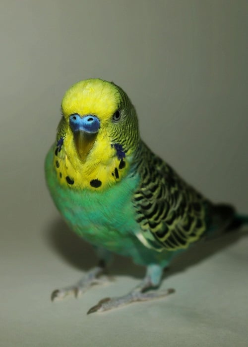 Yellow and blue male budgie parakeet | Can parakeets learn to talk? Full guide