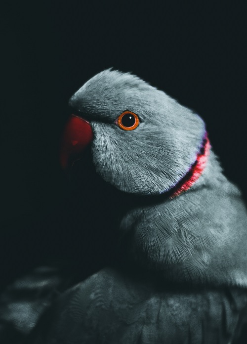 Dark close-up photograph of blue Indian ringneck parrot (Psittacula krameri).