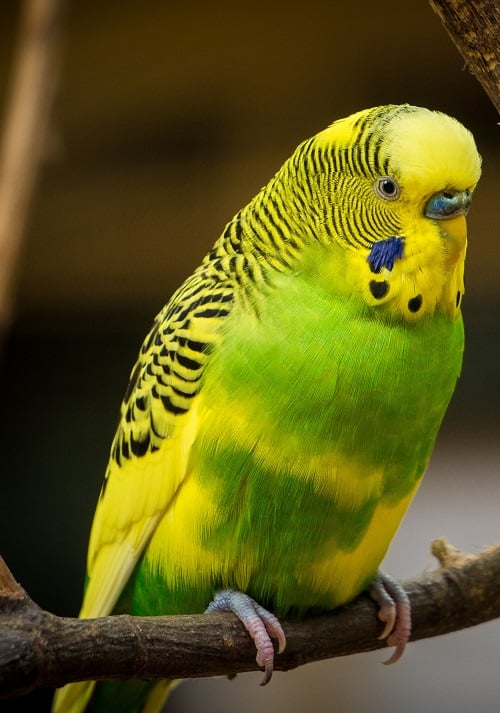 Green and yellow pied budgie parakeet perched on wooden stick.