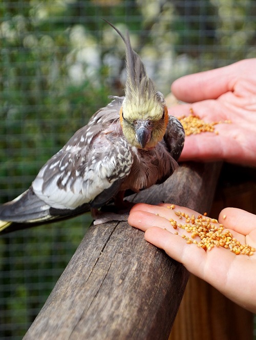 Loro ninfa gris con dos manos ofreciéndole semillas.