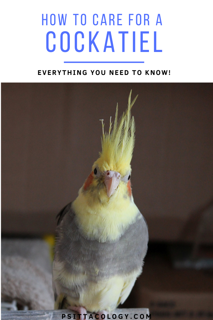 Grey cockatiel (Nymphicus hollandicus) with yellow face and erect crest.