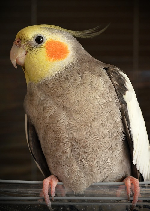Curious male grey cockatiel (Nymphicus hollandicus).
