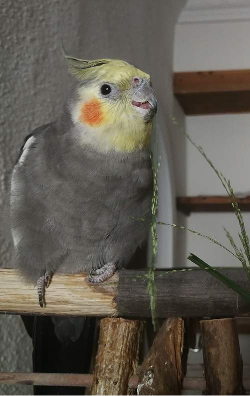 Male grey cockatiel parrot eating grass.