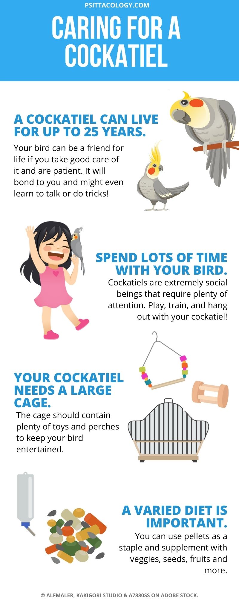 Infographic about caring for a cockatiel parrot, in cartoon style.