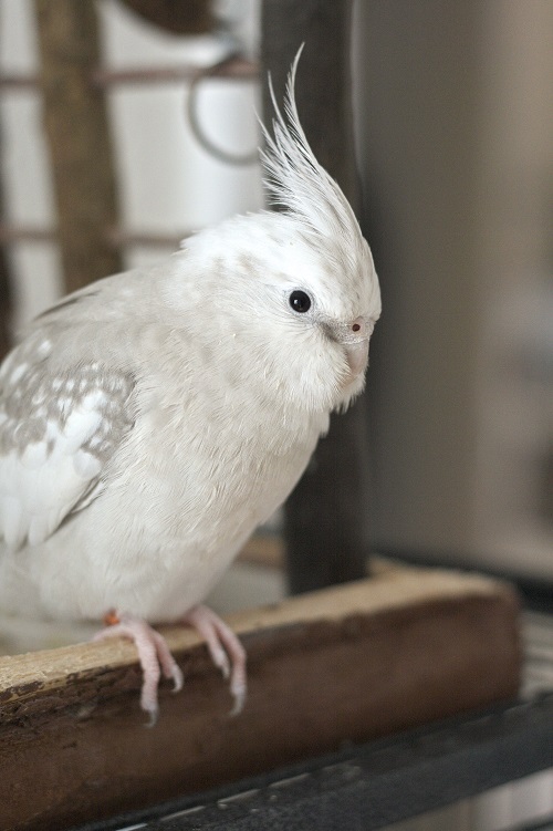 White cockatiel (Nymphicus hollandicus), a popular pet parrot.