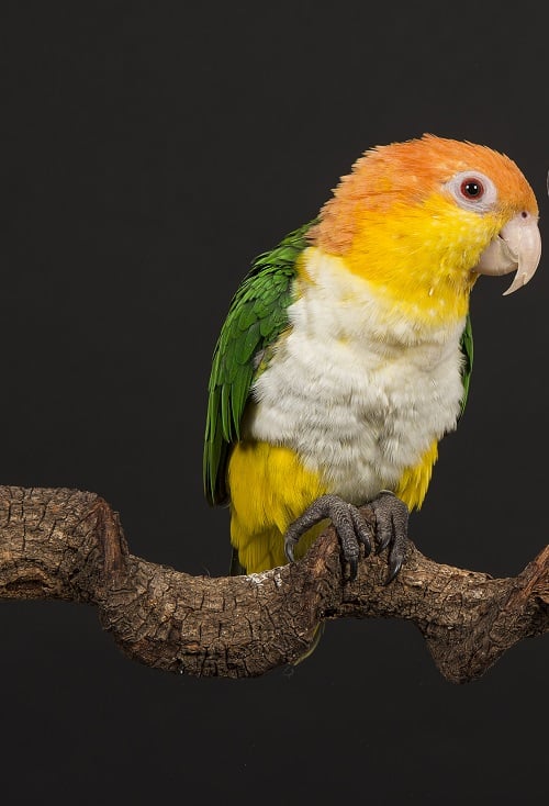 White bellied caique (Pionites leucogaster) perched on wood branch on black background. 