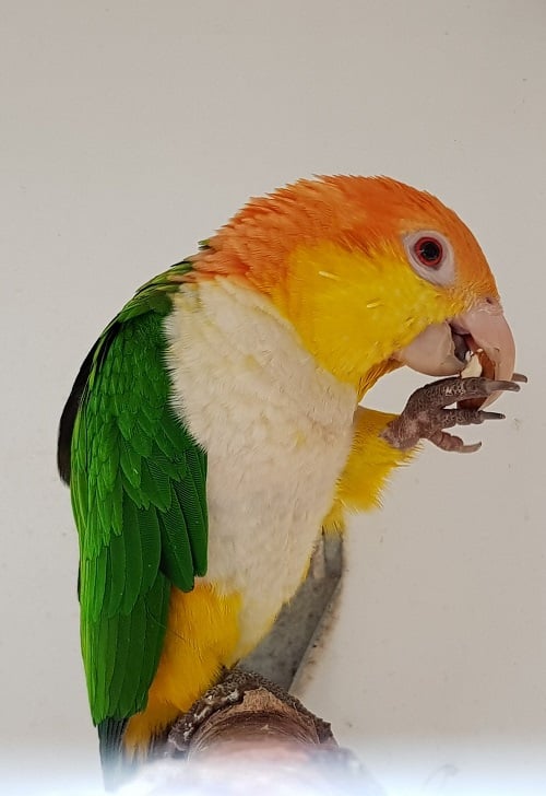 White bellied caique parrot eatingg an almond on white background.