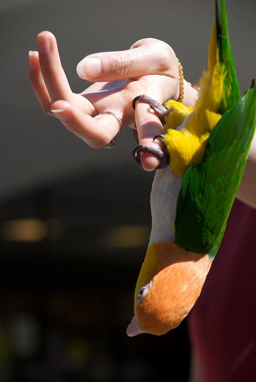 White bellied caique (Pionites leucogaster) parrot hanging upside down from index finger of human hand.