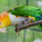 White bellied caique parrot curiously leaning from perch.