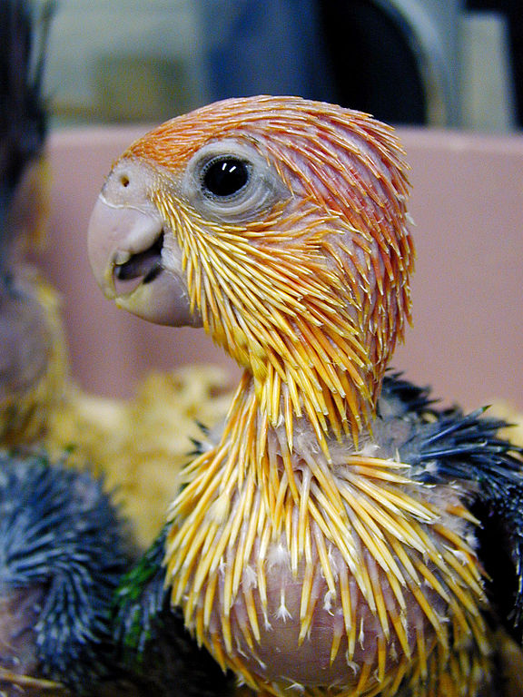 Close-up of baby Pionites leucogaster, a popular pet parrot. 