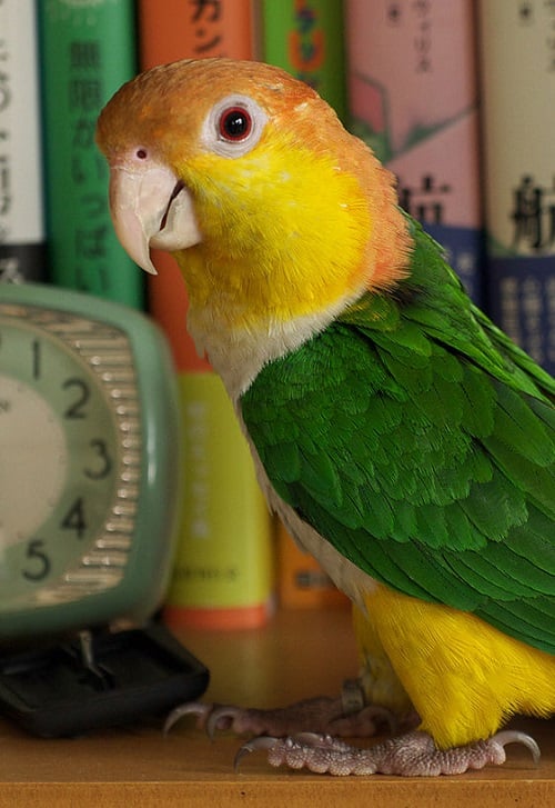 White bellied caique (Pionites leucogaster) parrot with books in background.