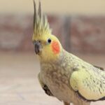 Cockatiel parrot (Nymphicus hollandicus) with erect crest.