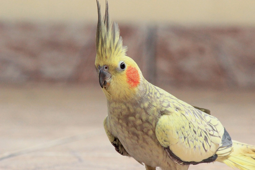 Cockatiel parrot (Nymphicus hollandicus) with erect crest.