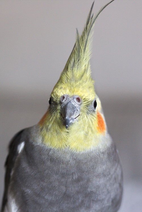 Headshot of wild type male cockatiel, a common pet parrot.
