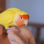 Peach-faced lovebird sitting on a person's hand