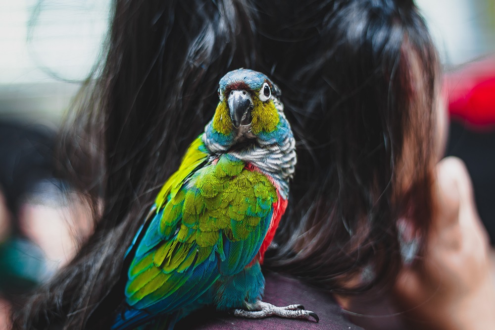 Conure parrot sitting on person's shoulder.