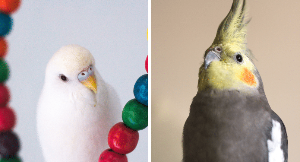 Side by side images of albino male budgie (left) and male cockatiel (right) | Budgie vs cockatiel: Find the bird for you
