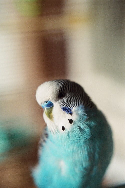 Male blue and white budgie parakeet, shallow focus.