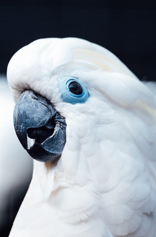 Cockatoo (Family Cacatuidae) | Types of pet parrots 